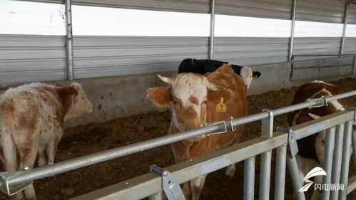 濰坊市坊子區(qū)110余名畜牧技術(shù)人員下沉服務(wù)，保障畜禽安全過冬