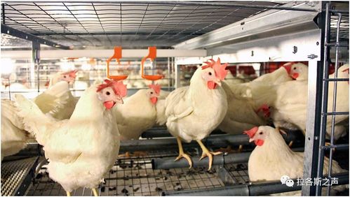 全球多地畜禽養(yǎng)殖業(yè)調(diào)整，糧食安全與產(chǎn)業(yè)鏈轉(zhuǎn)型挑戰(zhàn)并存