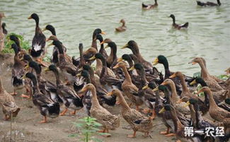 新疆于田麻鴨 特色畜禽資源新成員，點亮水產養殖新圖景